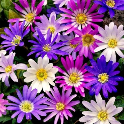 Afbeelding van Dutch Bulbs Anemonen Blanda Bloembollen 50 stuks Meerkleurig Bloem bollen Meerjarig Mix