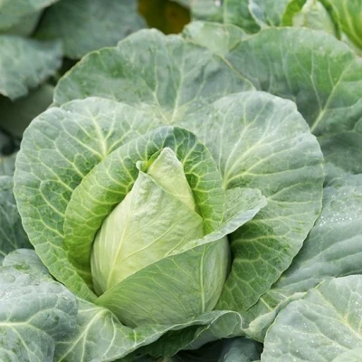 Afbeelding van Spitskool &#039;Caraflex F1&#039; De Bolster (BIO)