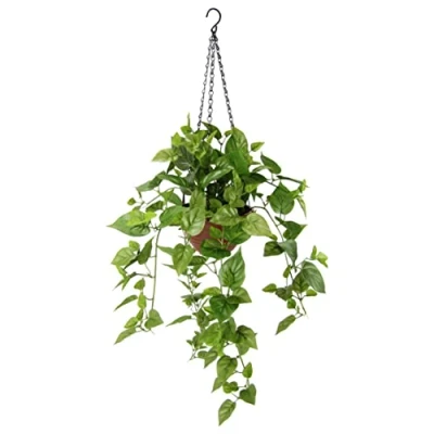 Afbeelding van my home Kunstplant Drakenklimop In pot, met plantenhanger, kunsthangplanten (1 stuk)
