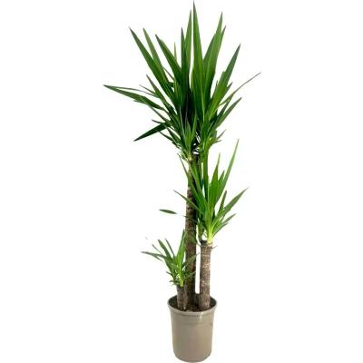 Afbeelding van Palmlelie Yucca elephantipes Hoogte 130 140cm ⌀24cm
