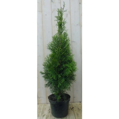 Afbeelding van Conifeer Thuja Smaragd 150 180 cm Warentuin Natuurlijk