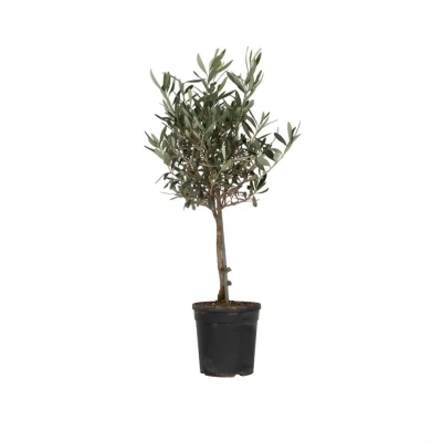 Afbeelding van Olea Europaea Winterharde olijfboom op stam Pot 17cm Hoogte 60 70cm