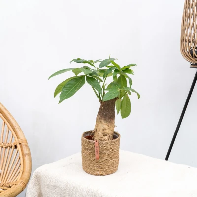 Afbeelding van Combi deal 2x Wout S 30cm