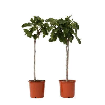 Afbeelding van Plant in a Box Ficus Carica Set van 2 fruitbomen Pot 21cm Hoogte 70 90cm