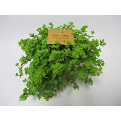 Afbeelding van 2 stuks! Peperomia deppeane Warentuin Natuurlijk