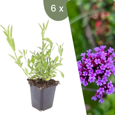 Afbeelding van Plants by Frank 6 Ijzerhard planten Verbena bonariensis Winterharde bodembedekker tuinplanten vaste meerjarig