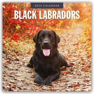 Afbeelding van Black Labrador Retrievers Schwarze Retriever 2025 16 Monatskalender: Original Red Robin Publishing Ltd Kalender [Mehrsprachig] [Kalender]