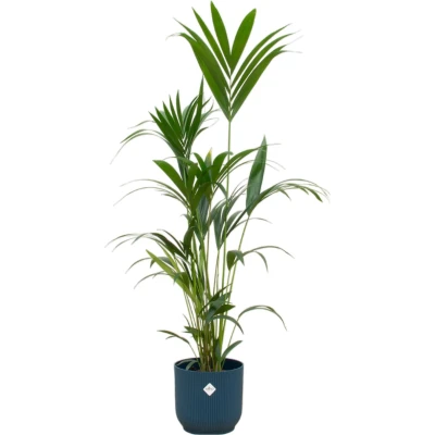 Afbeelding van Kentia palm + elho Vibes Fold Round blauw Ø30 160 cm