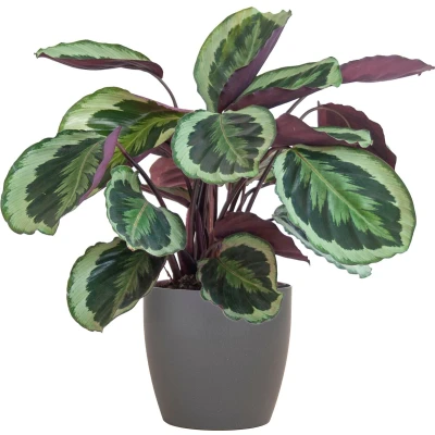 Afbeelding van Plantenboetiek.nl Calathea Medaillon met Viber grijs Ø21cm 65cm hoog Kamerplant Groenblijvend