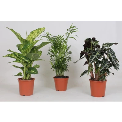 Afbeelding van Plantenboetiek.nl Binnenplanten mix 3 stuks Ø17cm 45cm hoog Kamerplant Groenblijvend Multideal