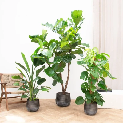 Afbeelding van Combideal Jungle trio