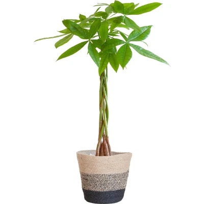 Afbeelding van Plantenboetiek.nl Pachira Aquatica met Mand Lissabon zwart Ø21cm 80cm hoog Kamerplant Groenblijvend