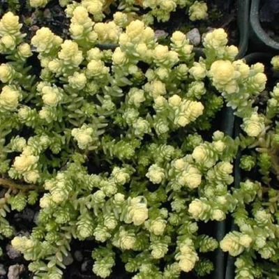 Afbeelding van 6 x Sedum Acre &#039;Elegans&#039; Muurpeper Pot 9x9 cm Groengele Bodembedekker