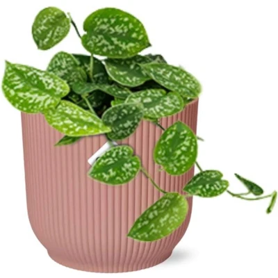 Afbeelding van Plantenboetiek.nl Scindapsus Pictus ‘Argyraeus’ in ELHO Vibes Fold roze Kamerplant Hoogte 20cm Potmaat 14cm