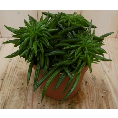 Afbeelding van 2 stuks! Kamerplant Peperomia Happy Bean Warentuin Natuurlijk