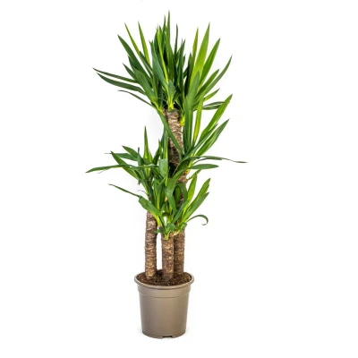 Afbeelding van Plantenboetiek.nl Yucca Elephantipes Ø21cm 70 80cm hoog Kamerplant Groenblijvend