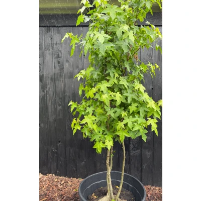 Afbeelding van Amberboom Liquidambar styraciflua