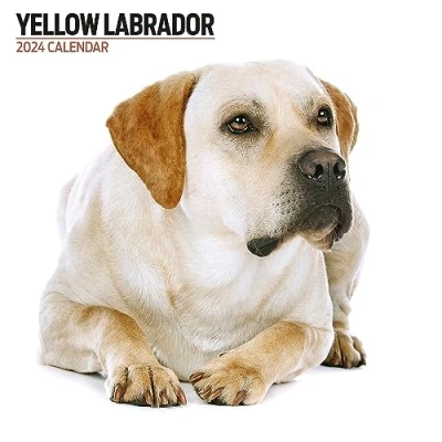 Afbeelding van Labrador Geel Modern 2024 Kalender