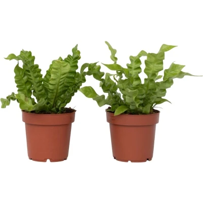 Afbeelding van Asplenium Crispy Wave Set van 2 Pot 12cm Hoogte 25 40cm