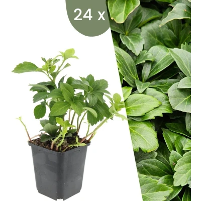 Afbeelding van Plants by Frank 24 Dikkemanskruid planten Pachysandra terminalis Winterharde bodembedekker tuinplanten vaste meerjarig