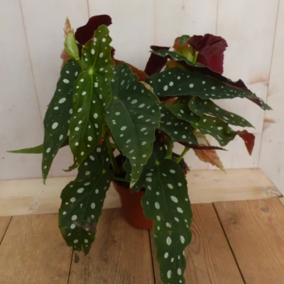 Afbeelding van Kamerplant Begonia Maculata met stip Begoniaceae Warentuin Natuurlijk