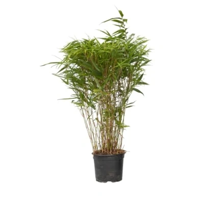 Afbeelding van Plant in a Box Niet woekerende bamboe Fargesia nitida &#039;Gansu&#039; Hoogte 50 70cm Pot 17cm Bamboo Green