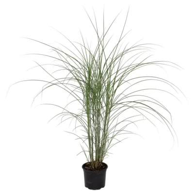 Afbeelding van Miscanthus sinensis &#039;Kleine Silberspinne&#039; Pot 23cm Hoogte 20 30cm