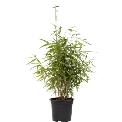 Afbeelding van Plant in a Box Niet woekerende bamboe Fargesia nitida &#039;Red Dragon&#039; Hoogte 60 80cm Pot 17cm Groen