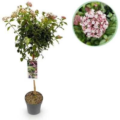 Afbeelding van Tuinplantenshop.com Viburnum tinus Eve Price Plant op stam Terras Bladhoudend Weinig Onderhoud Ø19cm 80 90cm hoog Tuinplant