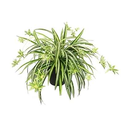 Afbeelding van Kunstmatige kamerplant, groene lelie in pot, chlorophytum, waterlelie, spinnenplant, spinnenlelie, hangplant, kunstplant, hangende plastic plant,