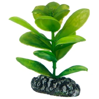 Afbeelding van Hobby Plant Saururus 7 Cm