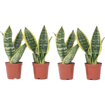 Afbeelding van Sansevieria Laurentii Set van 4 Vrouwentong Pot 12cm Hoogte 30 40cm