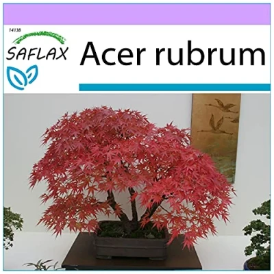 Afbeelding van SAFLAX Bonsai Rode Esdoorn 20 Zaden Acer rubrum