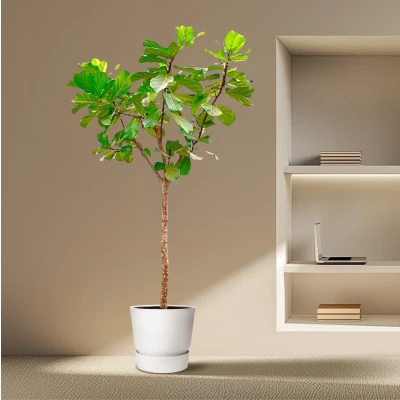 Afbeelding van Ficus Lyrata op stam