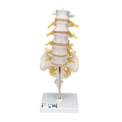 Afbeelding van 3B Scientific Menselijke anatomie lendenwervelkolommodel + gratis anatomiesoftware Smart Anatomy