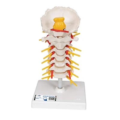 Afbeelding van 3B Scientific Menselijke anatomie halswervelkolommodel, beweegbaar, op statief + gratis anatomiesoftware Smart Anatomy