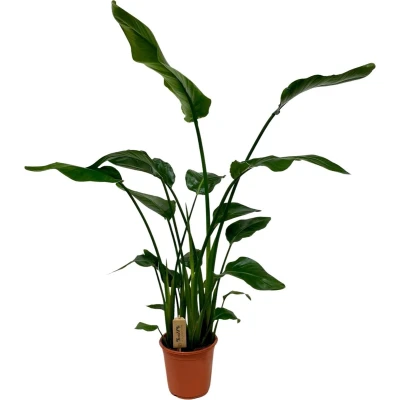 Afbeelding van Plantenboetiek.nl Strelitzia Nicolai Ø21cm 120cm hoog Kamerplant Groenblijvend