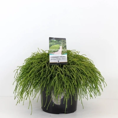 Afbeelding van Warentuin natuurlijk Chamaecyparis pis filifera nana 45 cm
