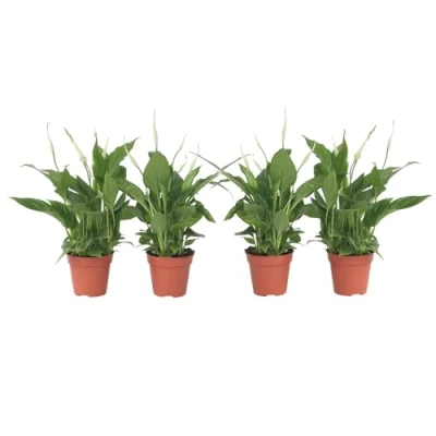 Afbeelding van Spathiphyllum &#039;Lepelplant&#039; Set van 4 Pot 12cm Hoogte 30 40cm small P12 x4