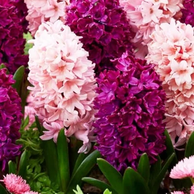 Afbeelding van Dutch Bulbs Hyancint &#039;Mix van 3 soorten&#039; Bloembollen 15 stuks Meerkleurig