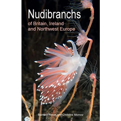 Afbeelding van Nudibranchs of Britain, Ireland and Northwest Europe: Second Edition: 15