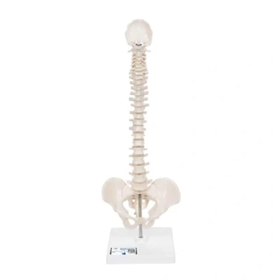 Afbeelding van 3B Anatomisch model Mini Wervelkolom A18/21