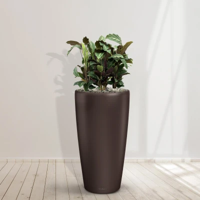 Afbeelding van Combideal Calathea Maui Queen inclusief zelfwaterende pot Angel Espresso M 100cm