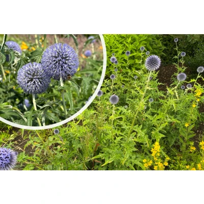 Afbeelding van Kogeldistel Echinops bannaticus &#039;Blue Globe&#039;