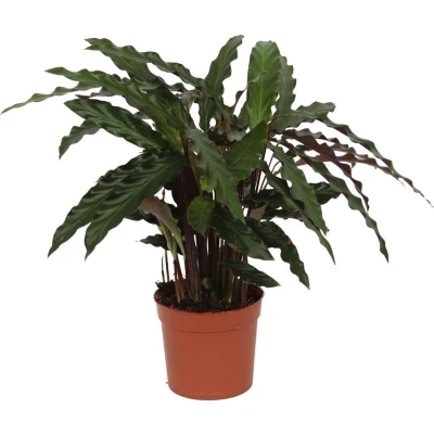 Afbeelding van Calathea Elgergrass