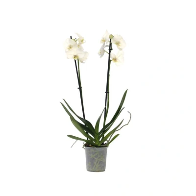 Afbeelding van Phalaenopsis Orchidee Wit Pot 12cm Hoogte 50 60cm