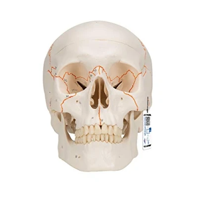 Afbeelding van Anatomisch model 3B Klassieke Schedel 3 delig met schedelnaa