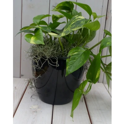 Afbeelding van Epipremnum geelgroen zwarte/antraciete pot 25 cm Warentuin Natuurlijk