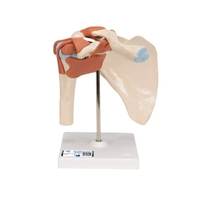 Afbeelding van 3B Scientific Human Anatomie luxe schoudergewricht met banden + gratis anatomiesoftware Smart Anatomy, A80/1