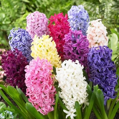 Afbeelding van Dutch Bulbs Hyancint &#039;Oriental Mix&#039; Bloembollen 15 stuks Meerkleurig